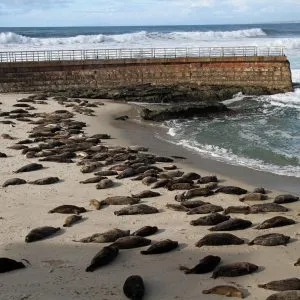 GPS Walking Audio Tours La Jolla